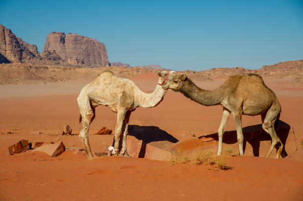 istock Camels in the Wadi Rum desert in Jordan 1368062772