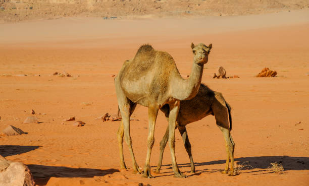istock Camels in the Wadi Rum desert in Jordan 1368063167