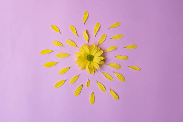istock Margaritas amarillas 1368063177