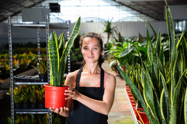 istock Garden store worker holding plants of sansevieria 1368063178