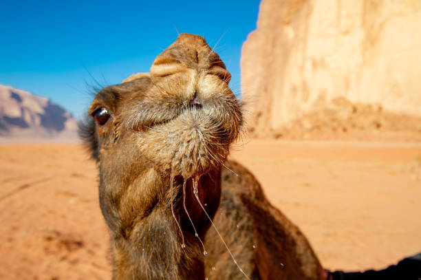 camels in the wadi rum desert in jordan - journey camel travel desert imagens e fotografias de stock