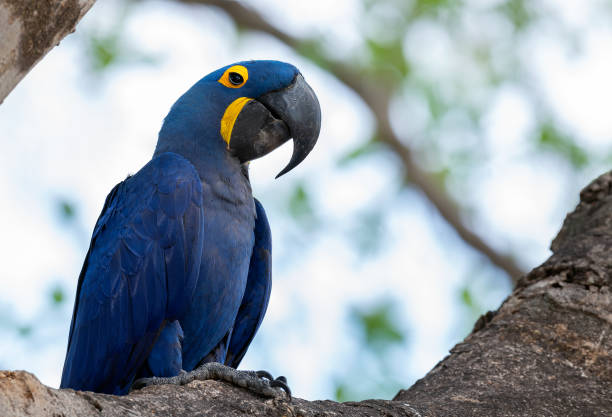 Blue Hyacinth macaw sitting on the branch. Side view, blue sky background. Bright Blue Hyacinth Macaw, Anodorhynchus hyacinthinus. Natural habitat. Brazil. Blue Hyacinth macaw sitting on the branch. Side view, blue sky background. Bright Blue Hyacinth Macaw, Anodorhynchus hyacinthinus. Natural habitat. Brazil. lears macaw stock pictures, royalty-free photos & images