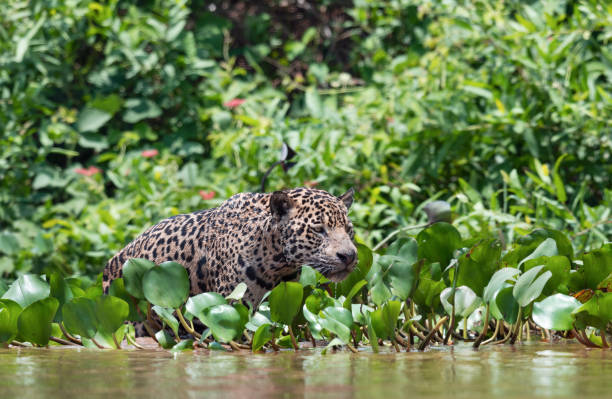 Sneaking Jaguar in the water on the river.  Green natural background. Panthera onca. Natural habitat. Cuiaba river,  Brazil Sneaking Jaguar in the water on the river.  Green natural background. Panthera onca. Natural habitat. Cuiaba river,  Brazil stealth stock pictures, royalty-free photos & images