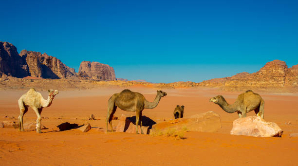 istock Camels in the Wadi Rum desert in Jordan 1368064451