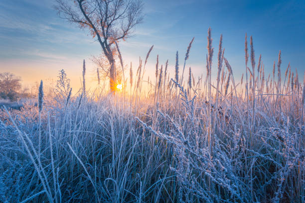 100+ Frost On A Blade Of Grass And Morning Sun Stock Photos