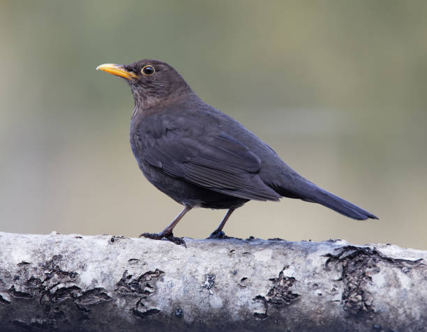 丸太の上に座っているヨーロッパのブラックバード(女性)、明るい緑色の背景 - common blackbird ストックフォトと画像