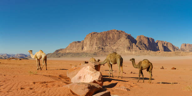 istock Camels in the Wadi Rum desert in Jordan 1368064868
