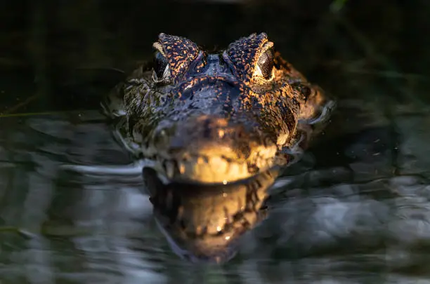 Caiman in the water. Front view. Dark background. The yacare caiman (Caiman yacare), also known commonly as the jacare caiman. Side view. Natrural habitat. Brazil.
