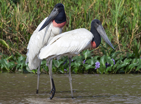 Two Jabiru storks standing on a river bank.Couple of Jabiru Storks, Jabiru Mycteria, largest stork species with a black head and red neck with inflatable throat. Natural habitat. Brazil