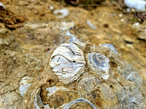 Gryphaea Fossils inside a large limestone. The image shows some jurrassic fossils captured in the Region of Schaffhausen (Switzerland).