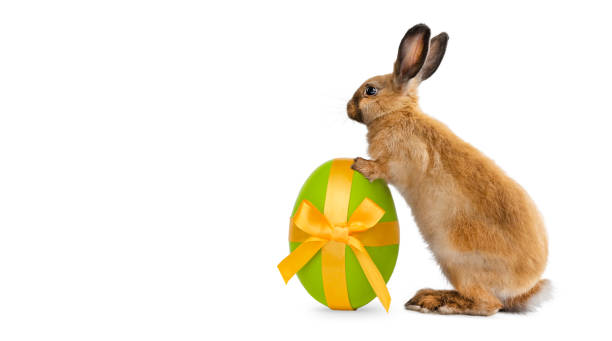 Isolated Orange rabbit stands on its hind legs with an Easter egg Isolated Orange rabbit stands on its hind legs with an Easter egg easter bunny stock pictures, royalty-free photos & images