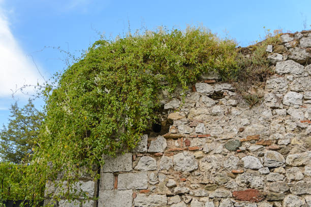 istock Big ivy brick wall with green leaves with blue sky background 1368066866