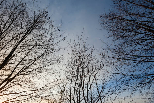 istock Silhouette of tree branches backlit against a blue sky with white clouds 1368069314