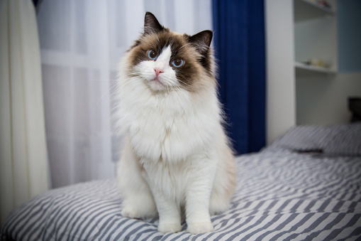 Young beautiful purebred Ragdoll cat at home