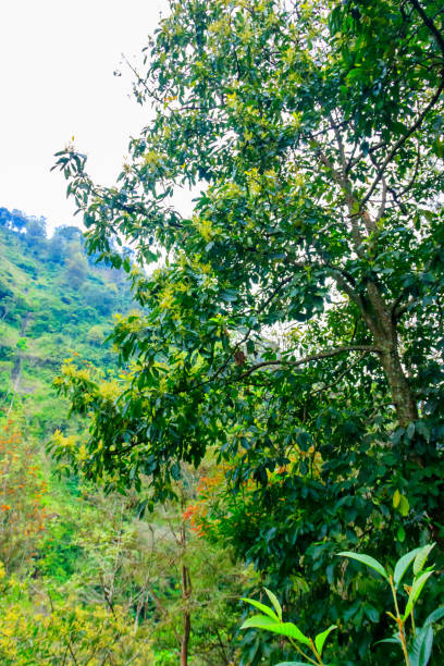 istock Green avocado tree in the tropical garden 1368070327
