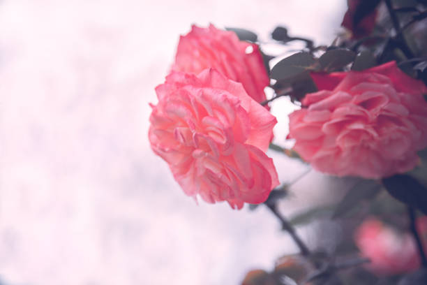 delicate flowers on a bush. pink roses. flowers for the desktop