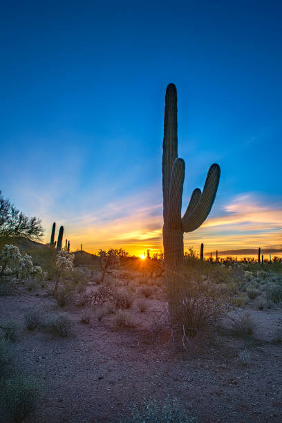 istock Vertical Image of Saguaro at Sunset 1368072738