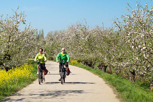 Betuwe, The Netherlands, April 19, 2019; Cycling through the blossoming fruit trees in the spring.