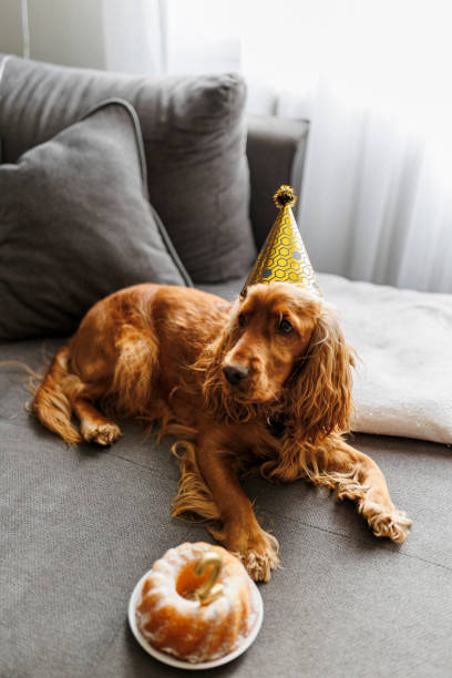 istock Cocker Spaniel with birthday cake celebrating 2 birthday 1368073893
