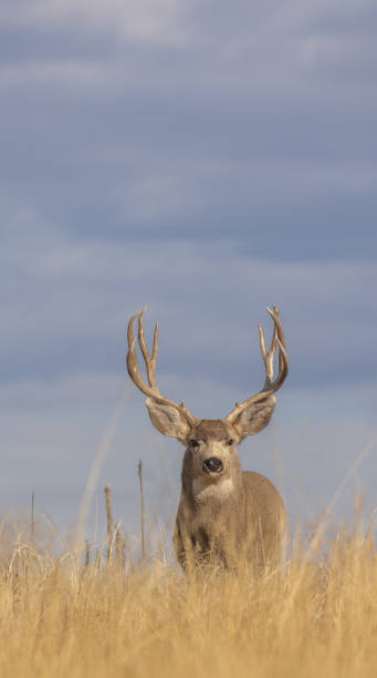 istock Mule Deer Buck in Autumn in Colorado 1368074703