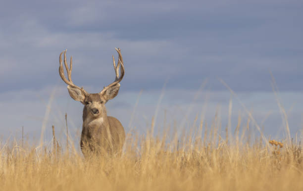 istock Mule Deer Buck in Autumn in Colorado 1368074704