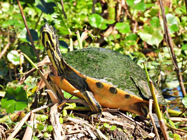 istock Florida Red-bellied Cooter (Pseudemys rubriventris) resting on land with a  stretched neck 1368074787