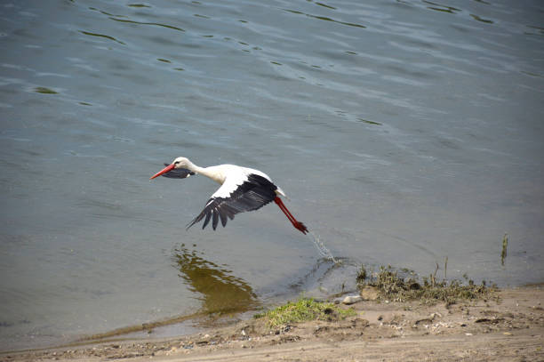 istock A beautiful white stork takes off from the river bank 1368078706