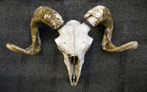 istock Goat skull with horns 1368078758