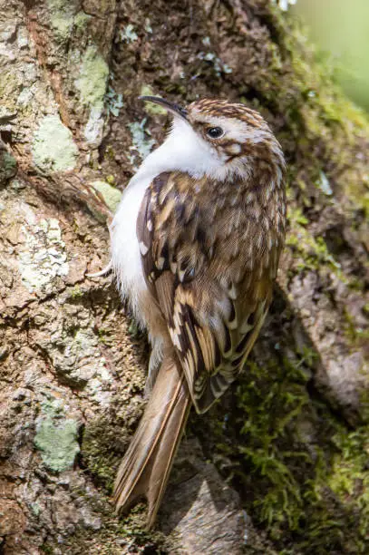 The little bird about to start a hunt for food on the tree