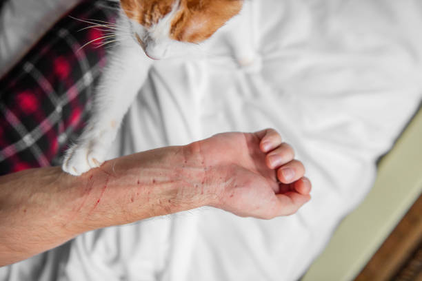 chat blanc-rouge enragé furieusement gratté, mordit à travers la main de l’homme jusqu’à ce qu’il saigne. attaque d’animal de compagnie. - furiously photos et images de collection