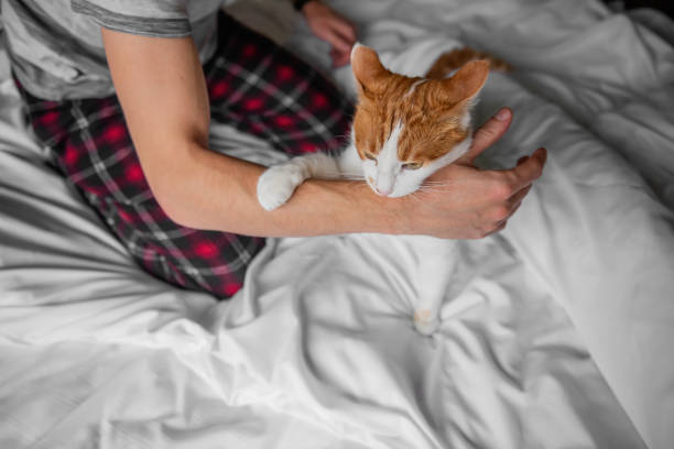 chat blanc-rouge enragé furieusement gratté, mordit à travers la main de l’homme jusqu’à ce qu’il saigne. attaque d’animal de compagnie. - furiously photos et images de collection