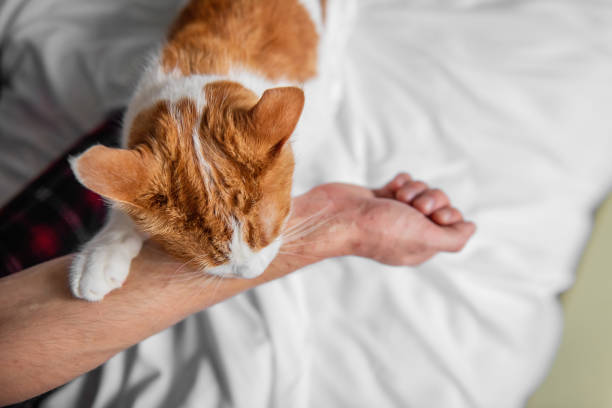 chat blanc-rouge enragé furieusement gratté, mordit à travers la main de l’homme jusqu’à ce qu’il saigne. attaque d’animal de compagnie. - furiously photos et images de collection