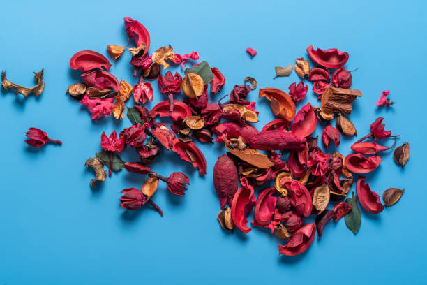 istock Dry flowers and herbs on blue background ,flat lay. 1368079822