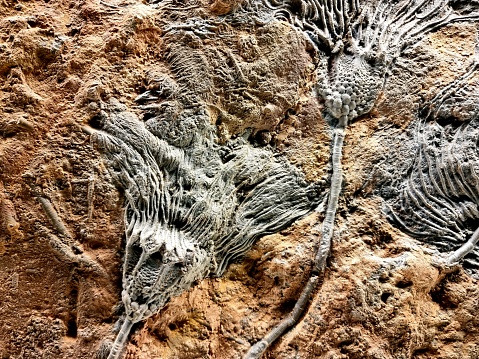 Fossil crinoid close-up (Echinodermata). The Image shows the crown of the marine animal.