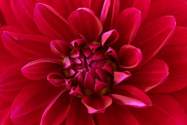 istock Closeup Pink Dahlia 1368081385