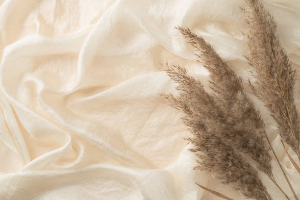 istock Top view photo of reed flowers on white light textile background with copyspace 1368083609