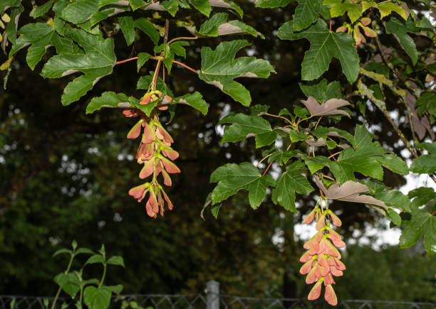 the hanging fruits of a sycamore maple tree helicopter shaped fruits of a sycamore maple tree in summer maple keys maple tree seed tree stock pictures, royalty-free photos & images