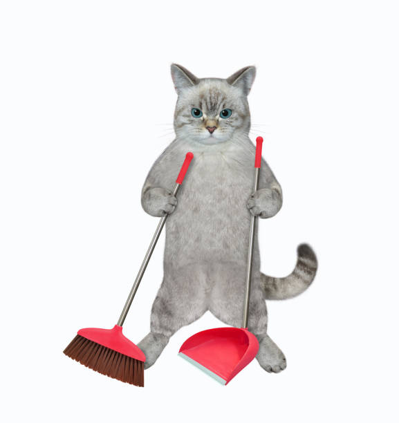 istock Cat ashen holds dustpan and broom 1368084716