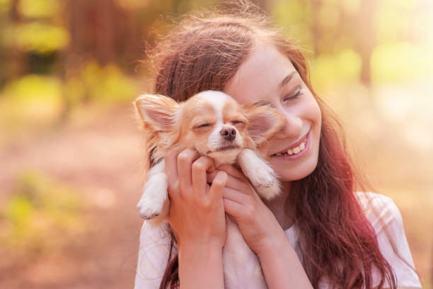 Positive emotion in a child with a mini chihuahua dog in her arms. Tender relationship with a pet. stock photo