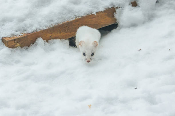 istock short tailed weasel in winter snow 1368087529