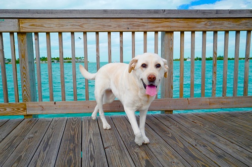 A service dog in Florida