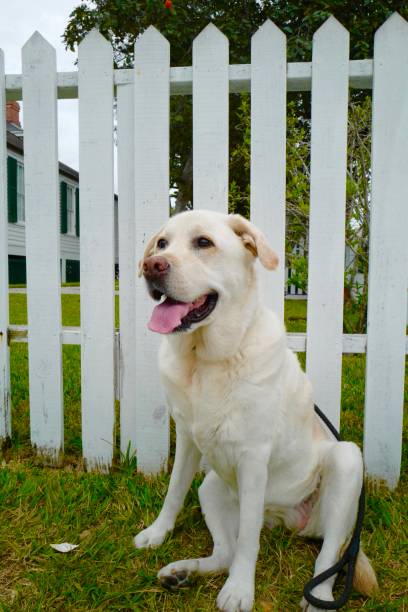 Tired,  Yellow Labrador Retriever Laying On Floor
