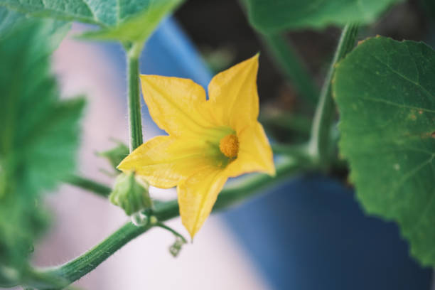 Yellow field pumpkin flower closeup
