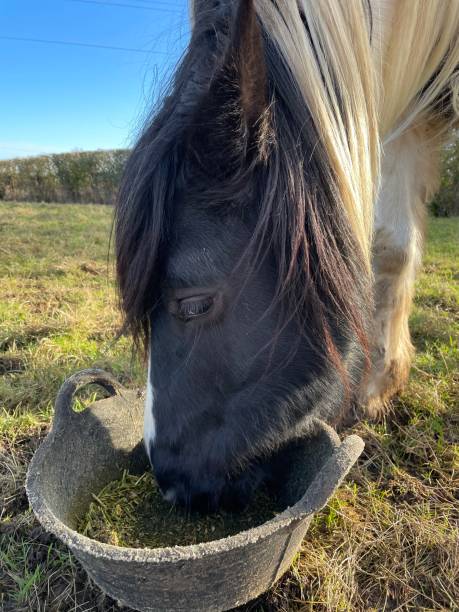 istock Pony eating bucket food 1368088327