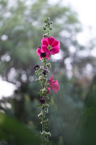 Beautiful alcea rosea (hollyhock) flower closeup