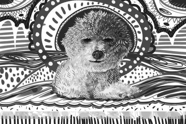 Vector illustration of Bichon Frise black and white