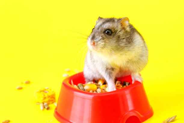 istock Dwarf gray hamster isolated on yellow background.Cute baby hamster, standing facing front.hamster eating food 1368088538