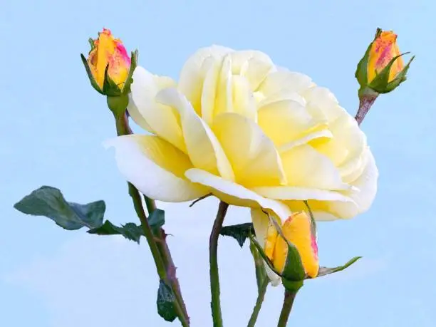 Beautiful yellow  Tea Rose flower and rosebuds against blue sky.