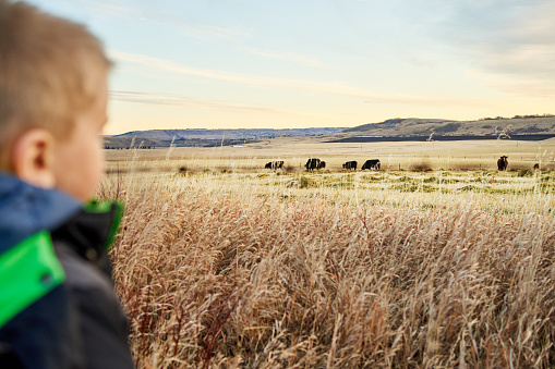 Little boy watching a herd of cows grazing on a farm pasture during the winter