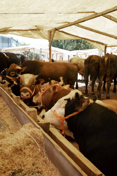 istock Group of cows standing inside a pen in a barn. 1368092483